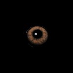 Rome Brown Colored Contact Lenses