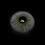 Karla Ash Gray Colored Contact Lenses